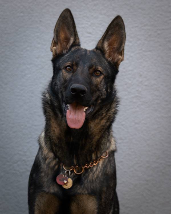 Elsa von der Lichthecke